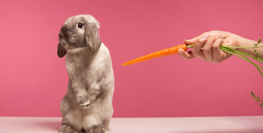 Год Черного Водяного Кролика. Как найти любовь и удачу в 2023, год которой животные 2023, чего ждать от 2023