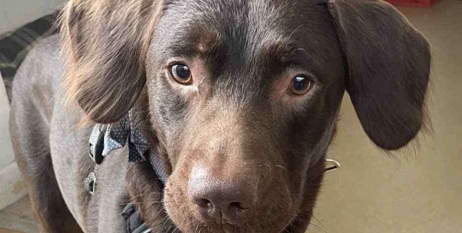 собака, собачка, собака-алкоголик, собака-алкоголик, собака алкоголизм, кросс-лабрадор