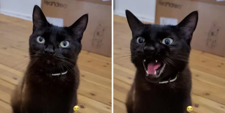 Кошка курьезно отреагировала на нового котенка в доме чёрная кошка