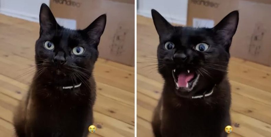 чёрная кошка