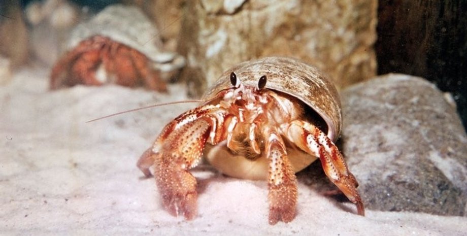 раки-самітники