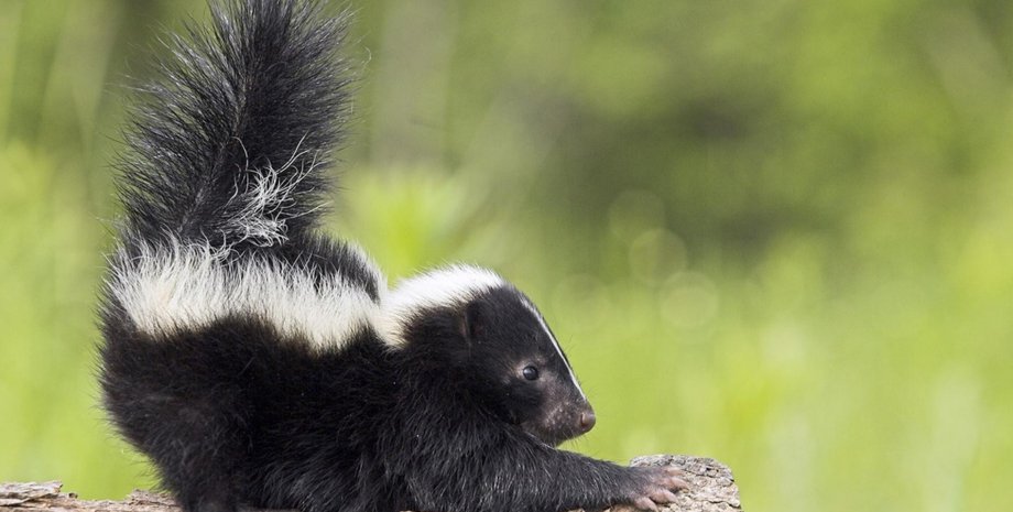 палеонтология, скунс, динозавры, млекопитающее, окаменелость