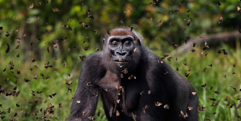 фото гориллы и бабочек
