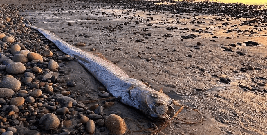 Рыба-весло, Сельдяной король, рыба ремень, редкая рыба, выбросило на берег, предвестник катастрофы, землетрясение, морское существо