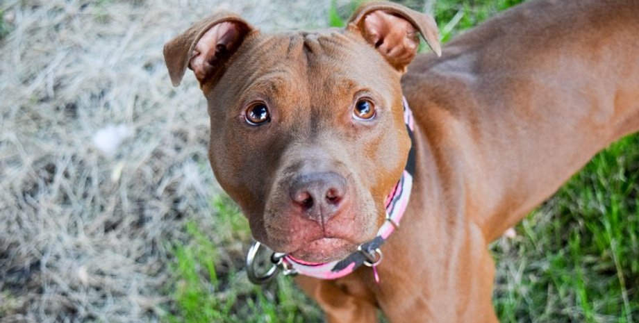 Фото с сайта prosobak.com