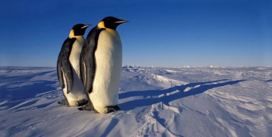 пингвины, императорские пингвины