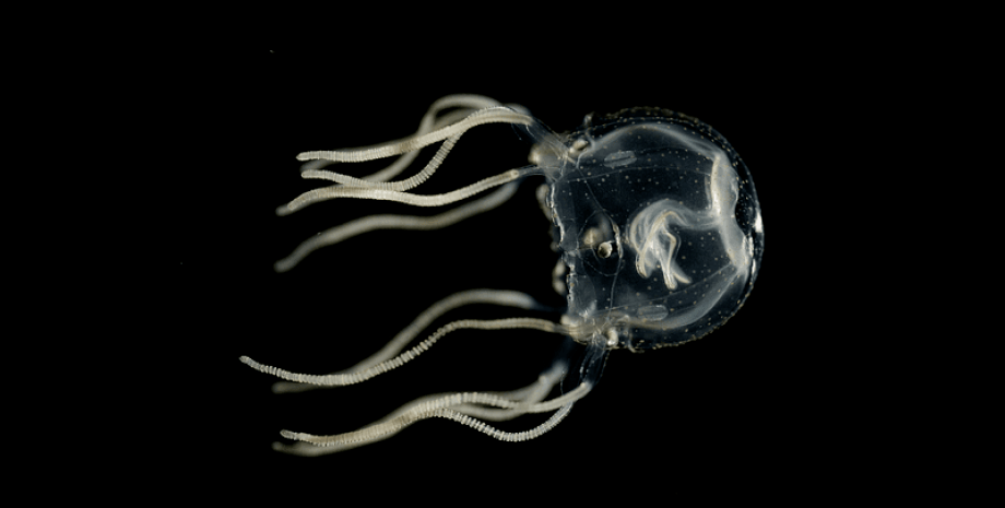 Медузы могут учиться на своих ошибках, даже не имея центрального мозга медуза, способности, обучение, клетки, нервы, интеллект, исследование, эксперимент, адаптация, температура, мир, корни, охота