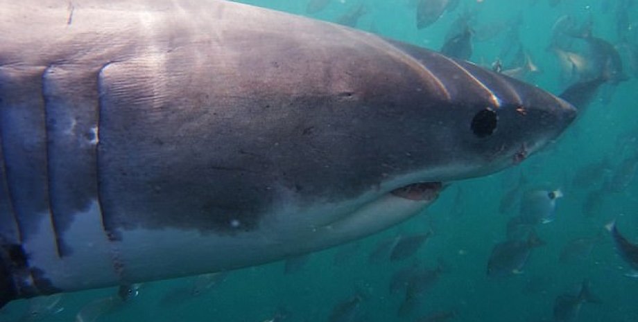 Акула Акула