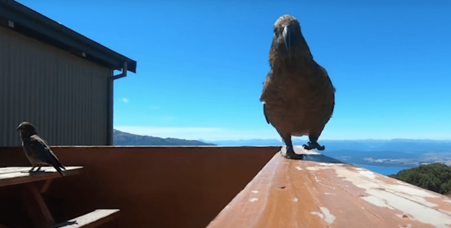 Попугай кеа, новая зеландия