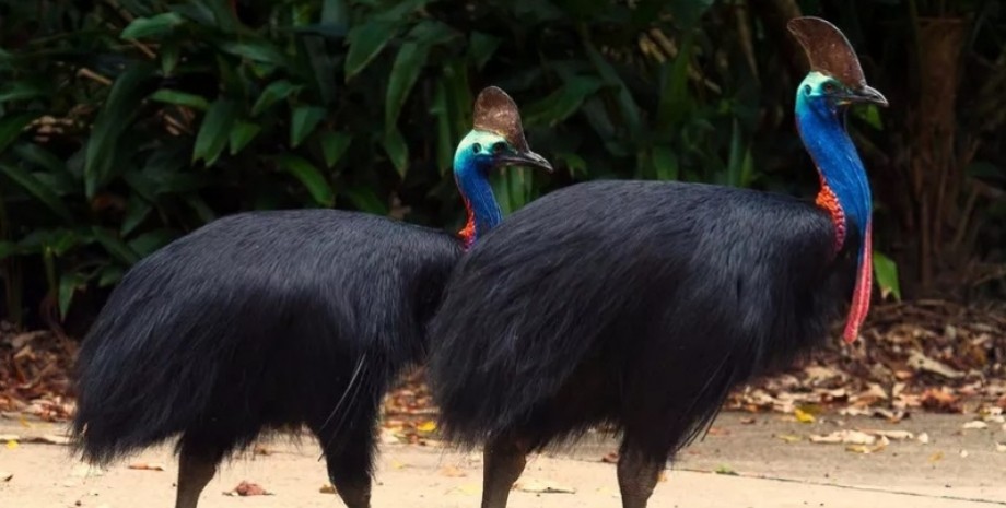 казуар казуар