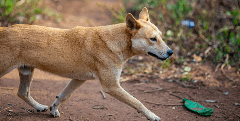 Динго, собака, животное, динго ограбил лодку, умный динго, украл сумку и закуски, лодка, туристы, туристы в Австралии,