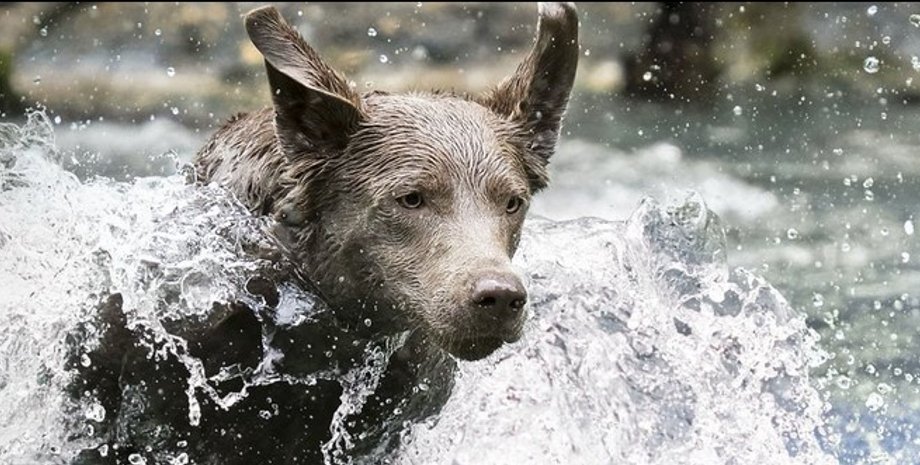 Собака, бег, движение