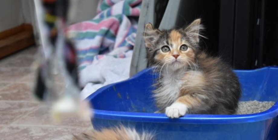 Кошеня, каліко, кошеня-єдиноріг, рідкісна порода, тварини