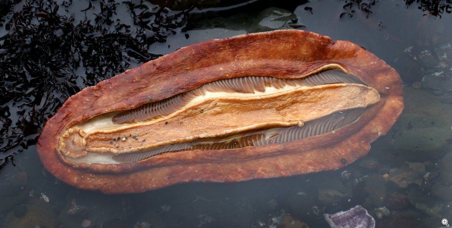 Криптохитон Стеллера, моллюск, вода, фото