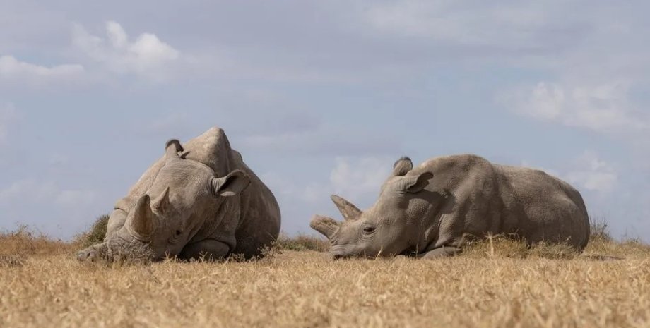 северные белые носороги, носороги