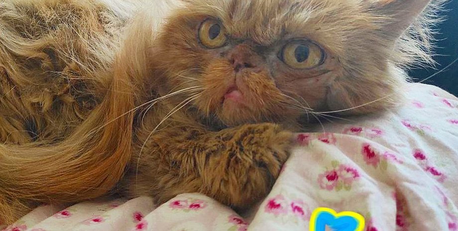 кошка Шафа, кошка Глория, кошка из Бородянки, зоопатруль, брошенные животные, животные и война