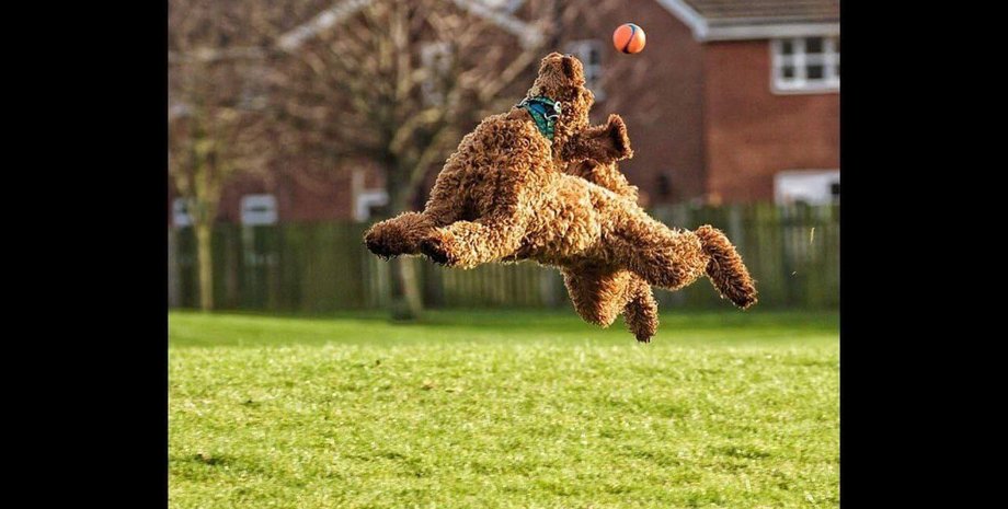 Собака, дрессировка, порода собак