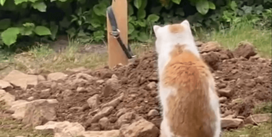 Кот скорбит за собакой, кот и собака, дружба кота и собаки, собака дружит с кошкой, умерла собака, умер кот, кот скорбел по псу, кот сидит у могилы