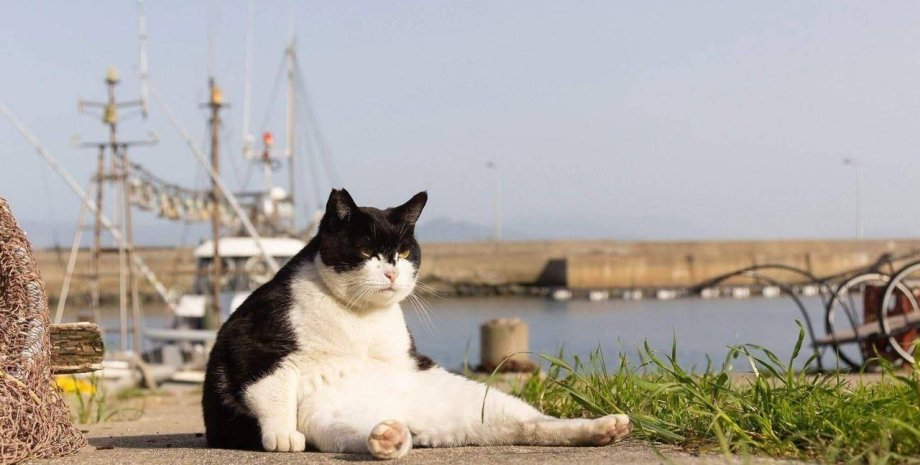 смешной кот кот, сидящий кот, грустный кот