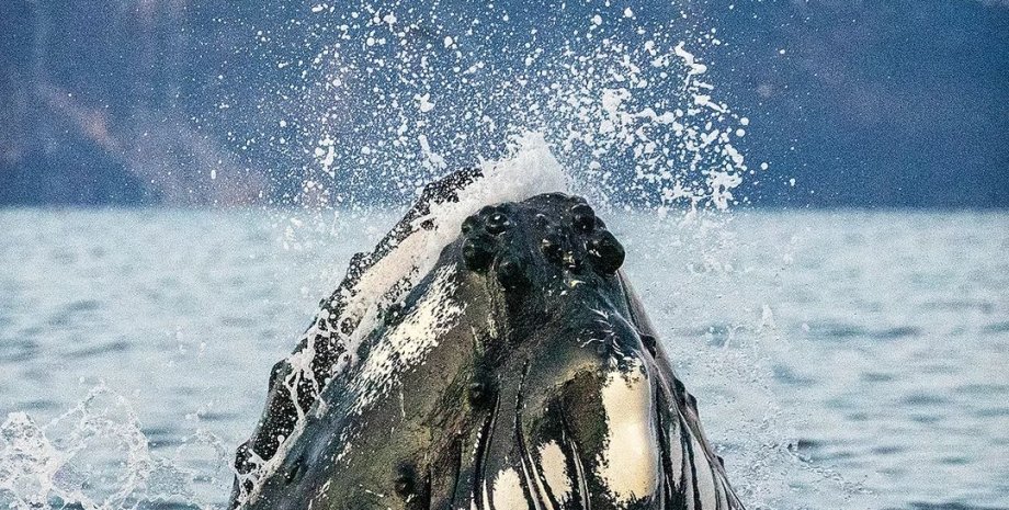 кит проковтнув людину, кит проковтнув людину відео, чи небезпечний кит для людини, кашалот проковтнув людину,
