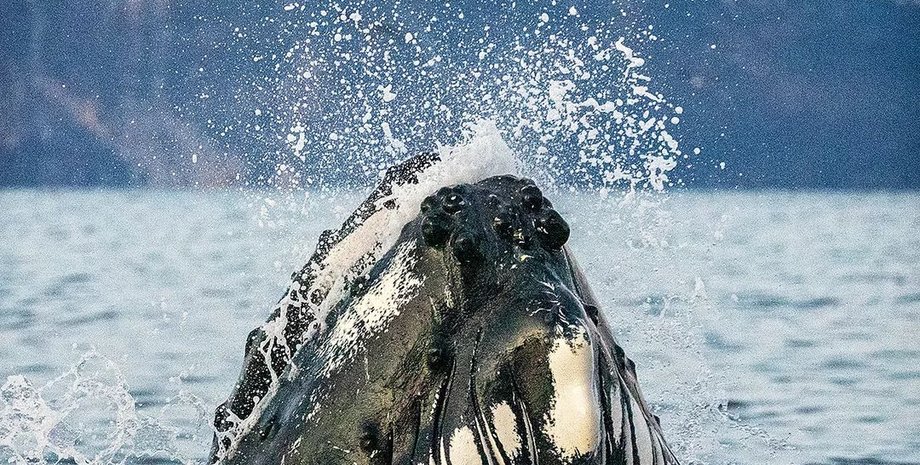 кит проглотил человека,  кит проглотил человека видео, опасен ли кит для человека, кашалот проглотил человека,