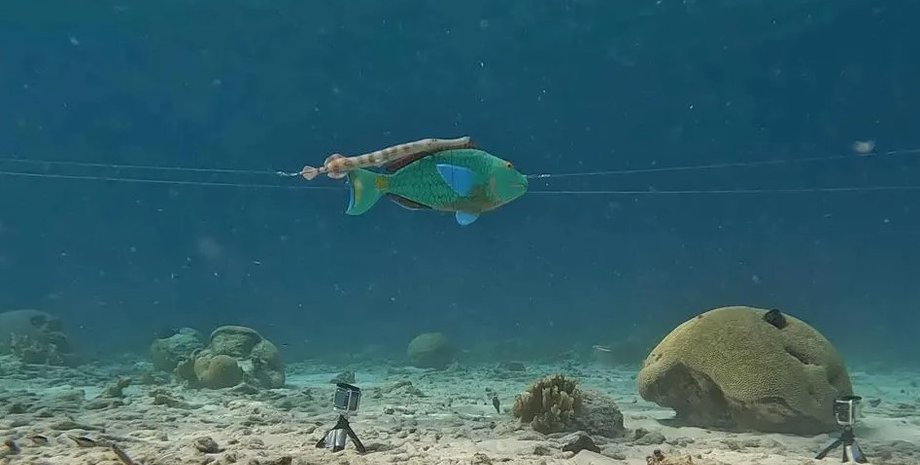 рыбы-трубачи, рыбы, океан