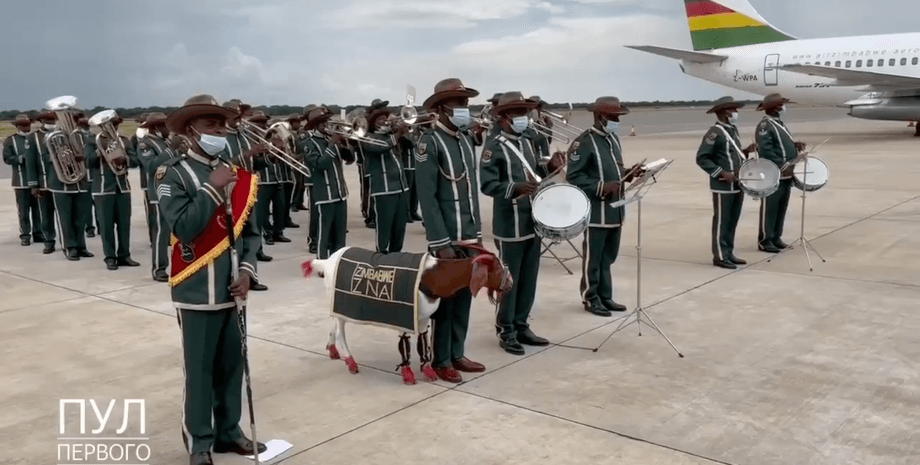 зимбабве, лукашенко зимбабве, коза зимбабве, коза лукашенко