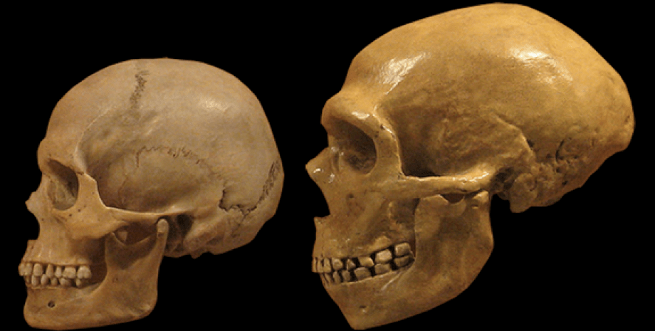 неандертальцы, мозг, язык, развитие, кластер, анатомия, ученые, кости, артефакты, строение, археология, Европа, исследования, звук, метафоры, мышление