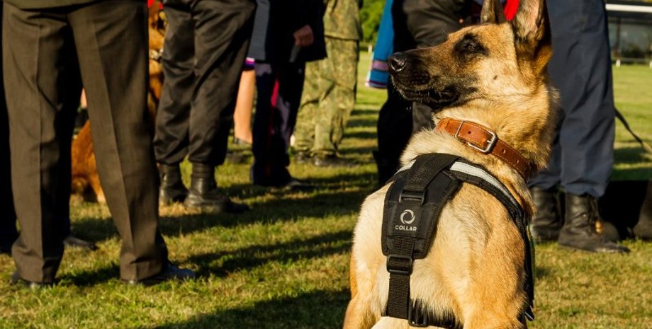 Чемпионат Нацполиции по многоборью кинологов / Фото: УНН