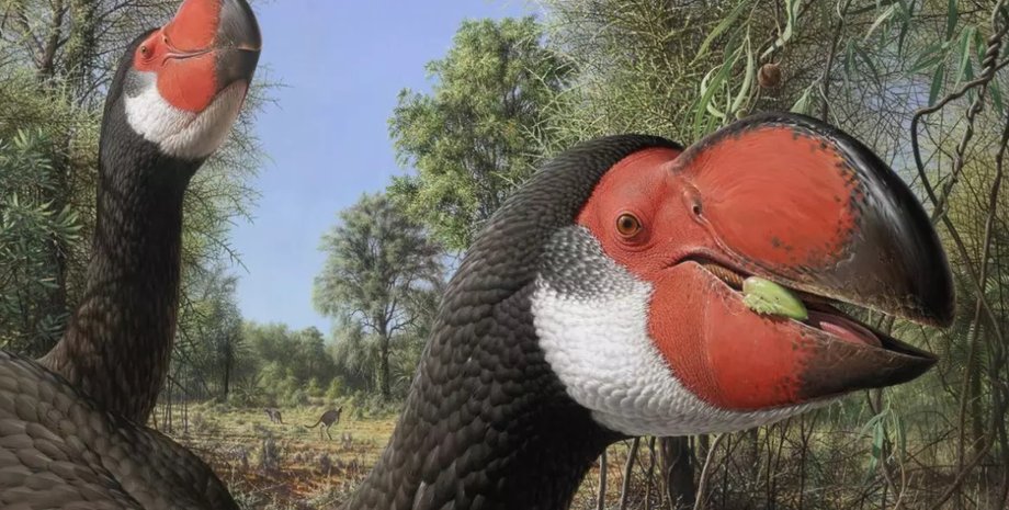 древняя птица, дроморнитиды, мозг