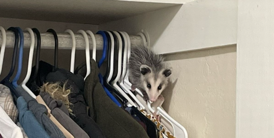 Жінка знайшла в будинку опосума, дикий звір пробрався в оселю американки, курйози з тваринами