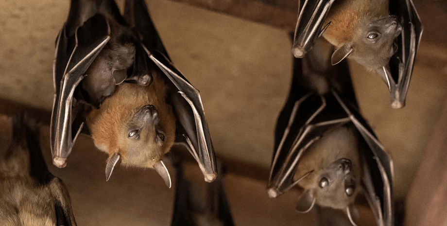 Летучие мыши на чердаке, чердак, бешеные летучие мыши, летучие мыши в доме, искусали жильцов, прививка от бешенства, съемное жилье