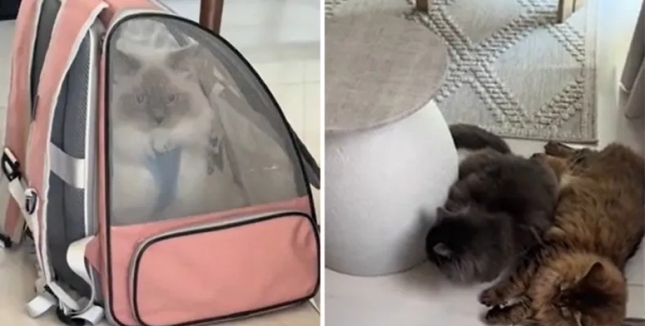 Коти несподівано відреагували на чужу тварину в домі коти