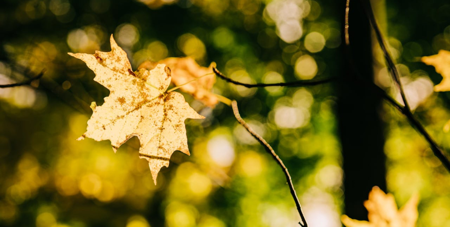 З понеділка в Україну прийде потепління погода, осінь, потепління