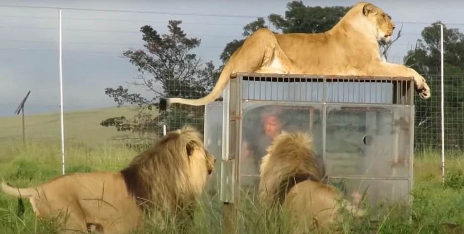 львиный заповедник GG Conservation в Южной Африке