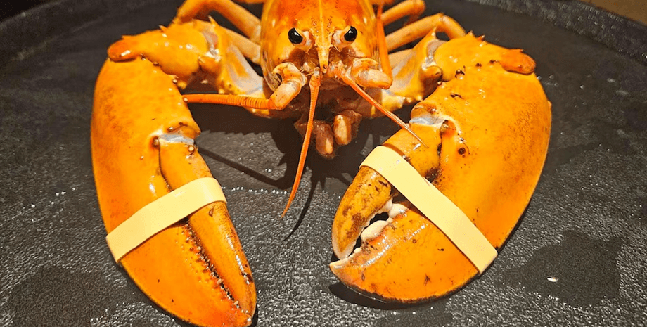 Редкий оранжевый лобстер, огромные клешни, передали лобстера в аквариум, спасли лобстера, редкий окрас, лобстер из ресторана