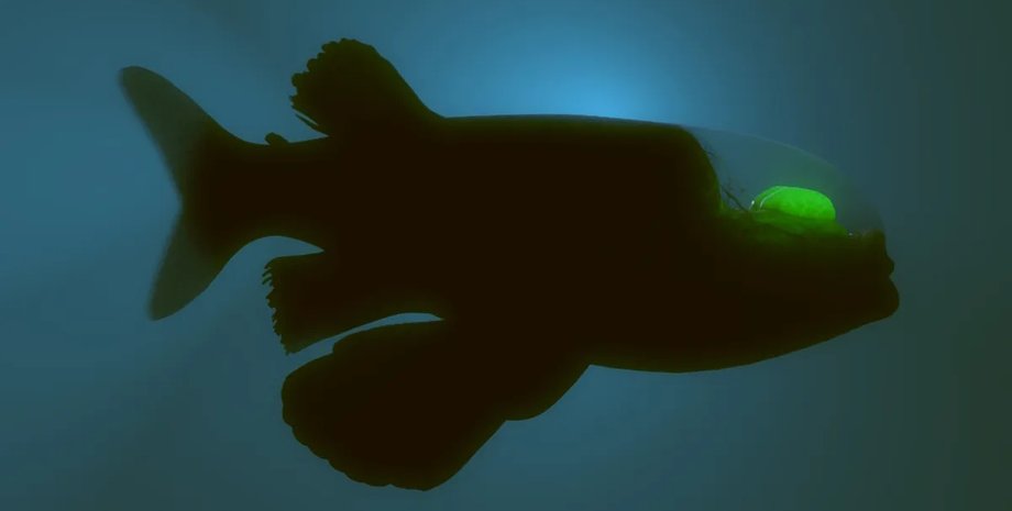 риба прозора голова