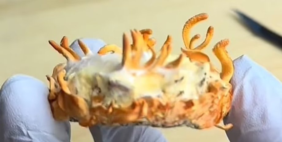 гриб, зомбі-гриб, кордицепс