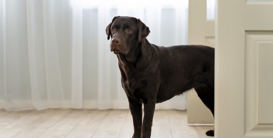 Реакція собаки, коли додому прийшла "не та людина", розсмішила інтернет до сліз