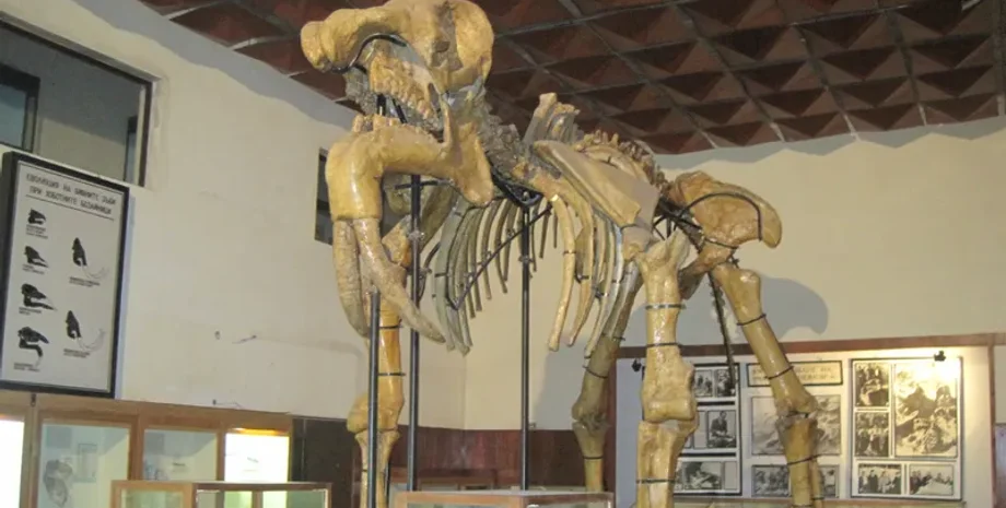 Deinotherium giganteum, Походження міфу про циклопа, Стародавні скам'янілості та міфи, Палеонтологія та грецькі легенди, стародавні істоти, Міфічні істоти в історії