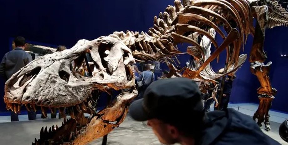 Tyrannosaurus rex, тираннозавр, скелет