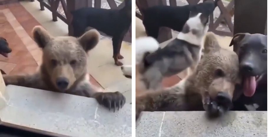 Чоловік годував своїх собак, коли помітив неочікуваного "нахлібника" серед них