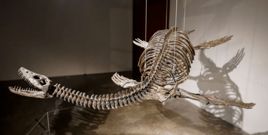 Плезіозавр, скелет плезіозавра