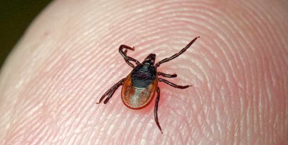 Фото: ianimal.ru