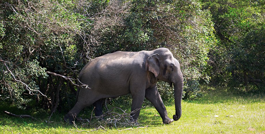 Фото: Алексей Газубей