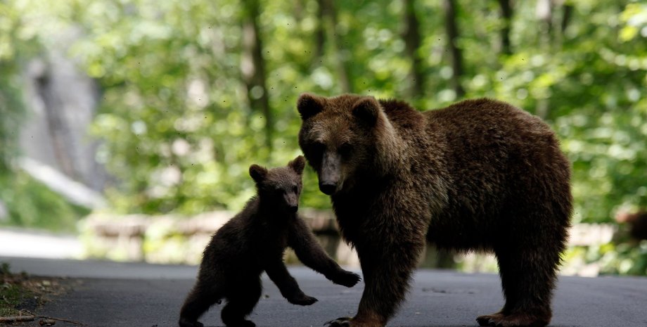 Фото из открытых источников