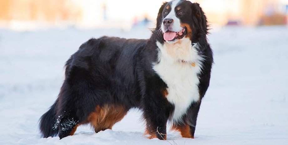 Господарі подумали, що пес утік: натомість він привів їх до несподіваної знахідки