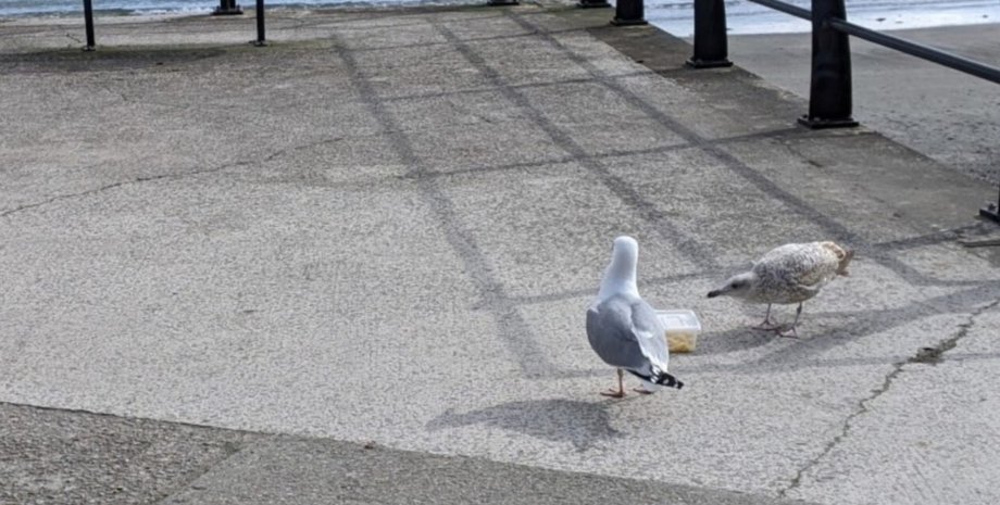 чайки, чайка, чайки воруют еду, птицы