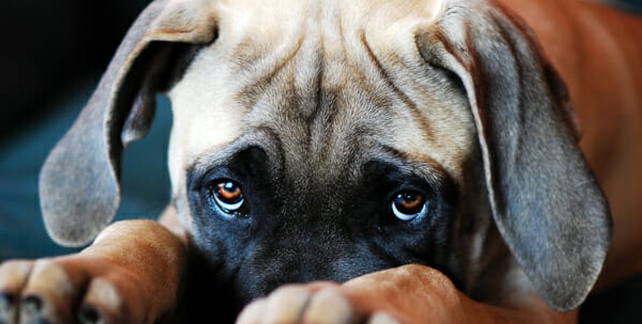 собаки, домашні собаки, собаки вплив