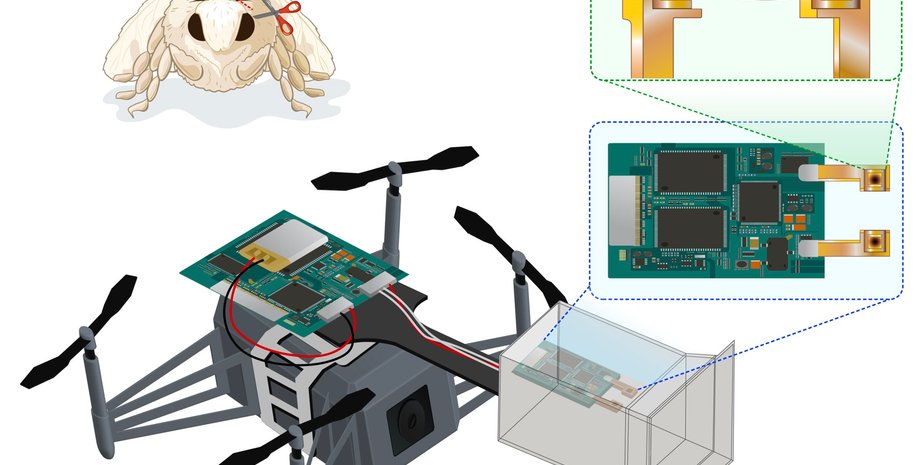 Дрон, БПЛА, беспилотник, шелкопряд, фото